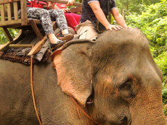 Famtrip to Laos - Elephant ride