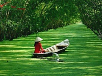 Can Gio Mangrove Forest