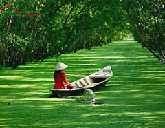 Can Gio Mangrove Forest
