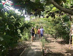 Mekong delta Tour  My Tho – Thoi Son – Ben Tre  (Electric carts ) 1/2 day